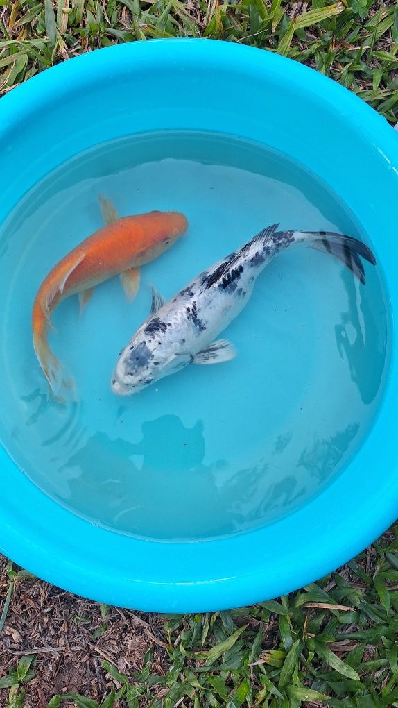 CARPAS KOI - 15 A 20 CM - 25€