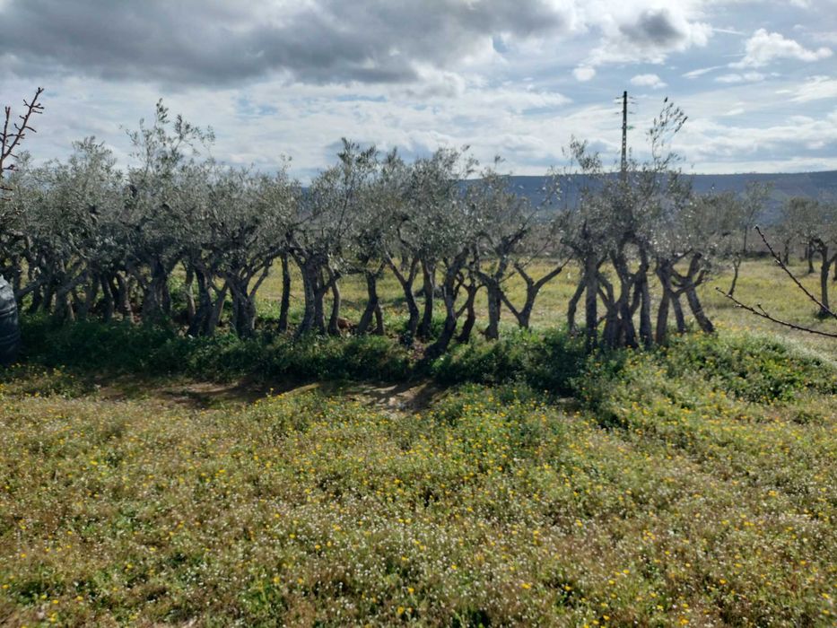 Oliveiras Negrinha de Freixo — Tesouros de 40 Anos por Apenas 45€!