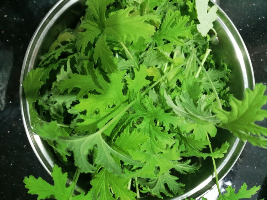 Syrop anginka (geranium)