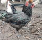 Australorp kogut