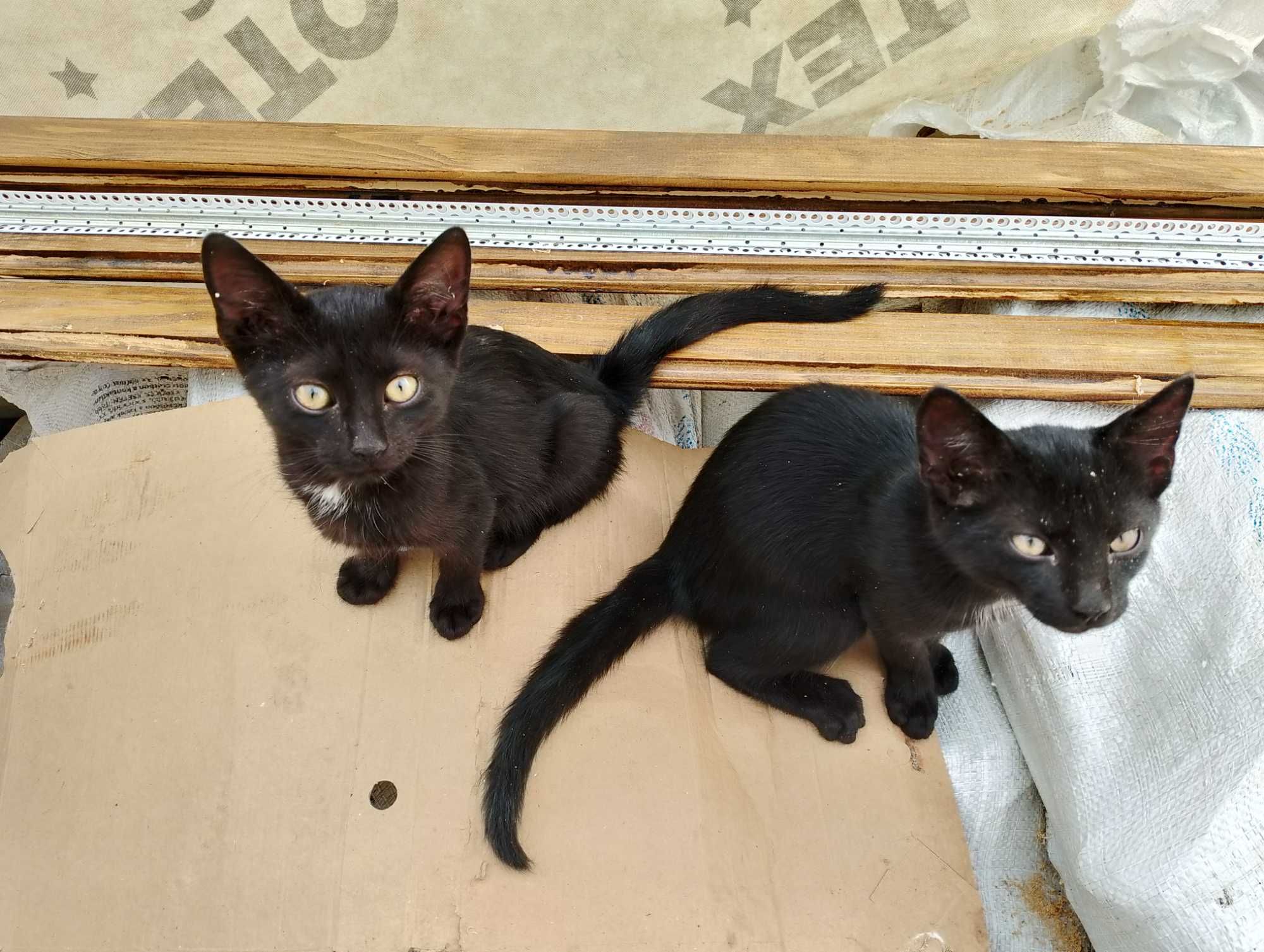 Котик чорний в добрі руки