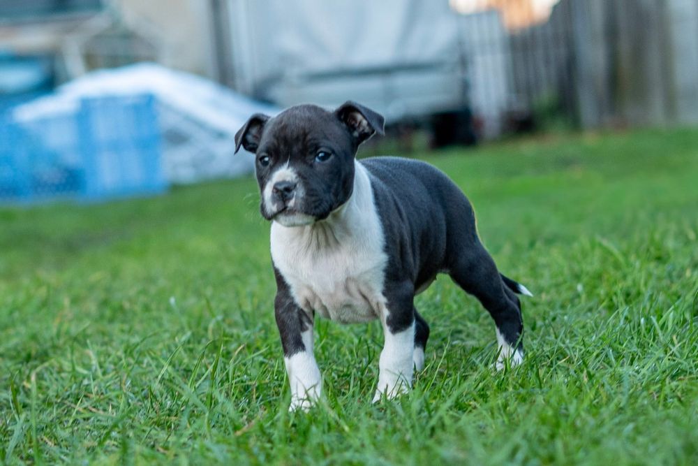 American Staffordshire terrier Zkwp FCI
