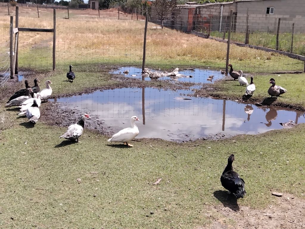 Patos / patas mudos