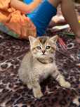 Котики, шотландські метиси