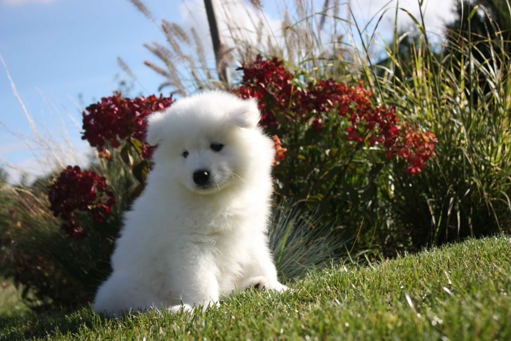 Samojed, Samoyed - suczka po championach ZKwP