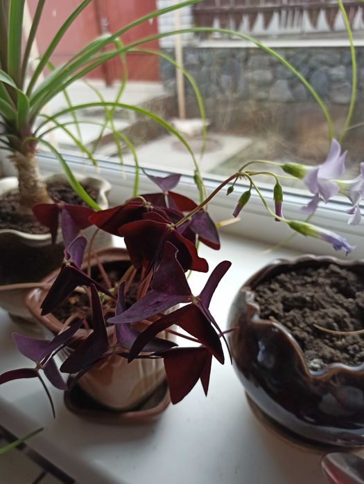 Комнатный цветок адениум диффенбахия фикус аглоанема сингониум пальма