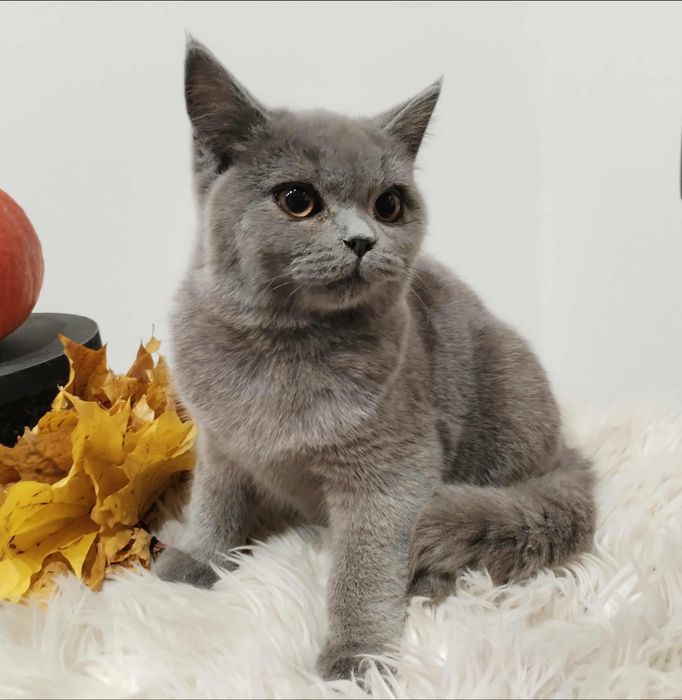 Kocięta Brytyjskie z rodowodem