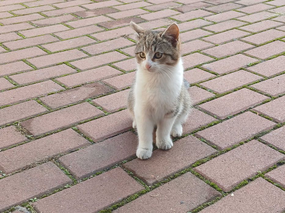 Kot, kocur, kocurek - oddam w dobre ręce