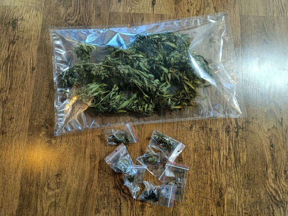 50 gramów susz Kilka dużych topów/gałązek CBD CBDV V Victory Auto