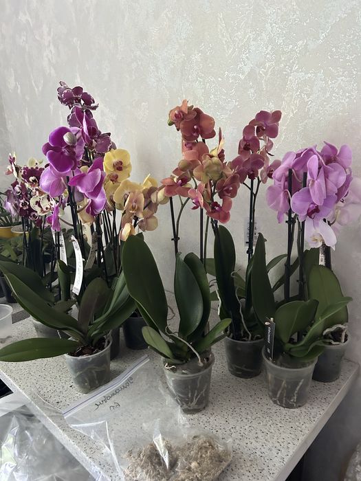 Продаю орхидеи от 300 грн