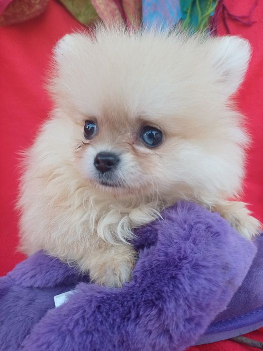 Неповторна малишка -померанський шпіц.