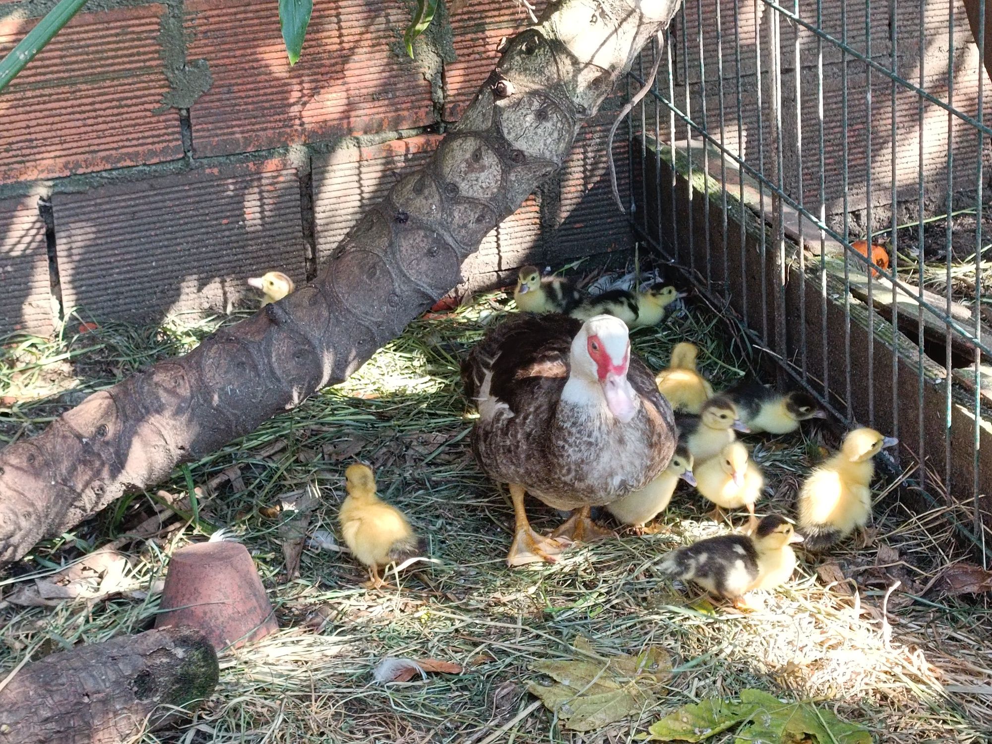 Patos mudos adultos e crias para venda ou troca