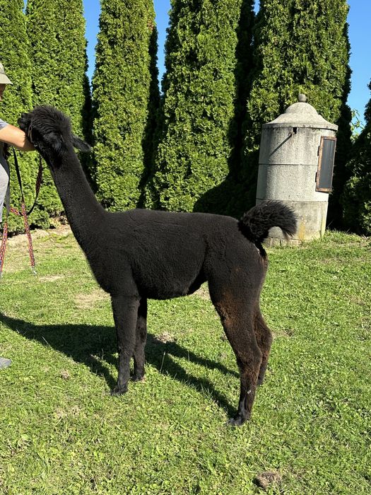 Alpaka hucaya  samica