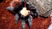 Паук птициед Brachypelma albiceps взрослая самка