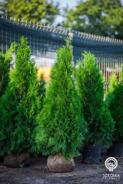 Tuja Thuja  Szmaragd tuje  kopana gruba 140cm 150cm 160 cm