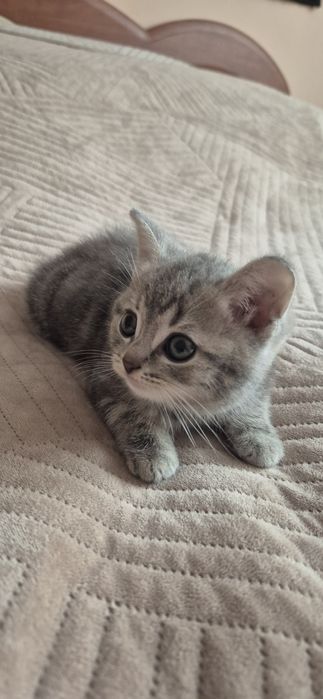 Кошенята британці