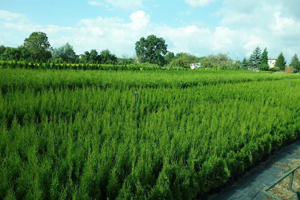 Tuja Szmaragd 50,60,70,80,90,100 cm! Sadzimy! Transport Thuja Smaragd!