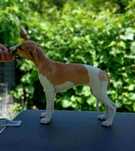 Suczka Whippet ZKwP / FCI