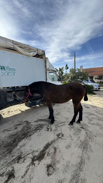 Poldra burguet x lusitano