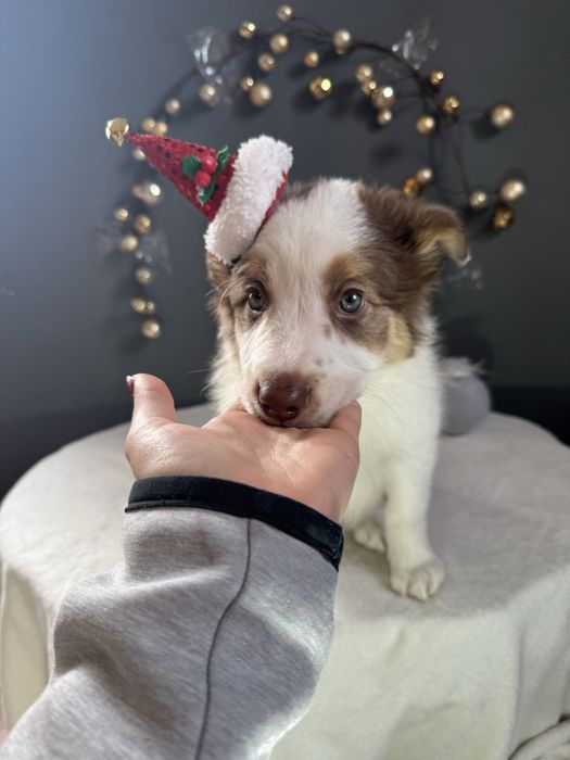 Border Collie Chocolate fantAUstico