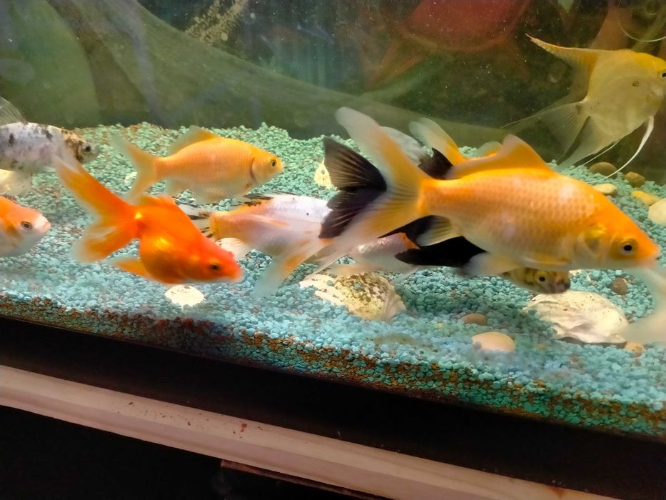 Vendo peixes água fria