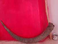 Corno de animal Real