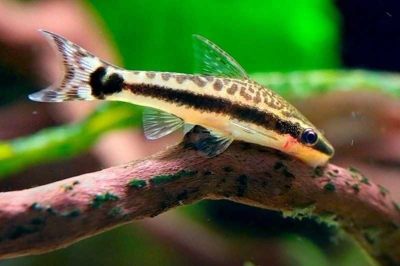 GLONOJAD OTOSEK Otosek przyujściowy - Otocinclus affinis