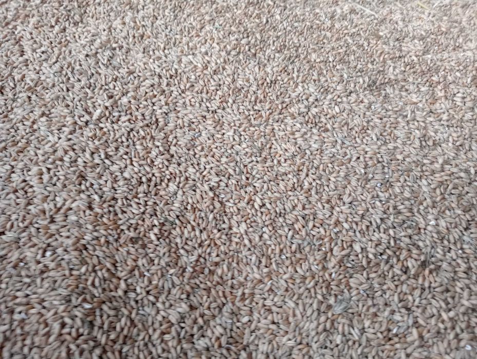 Owies Pszenica Pszenżyto Ładne Suche zboże od rolnika! (słoma siano)