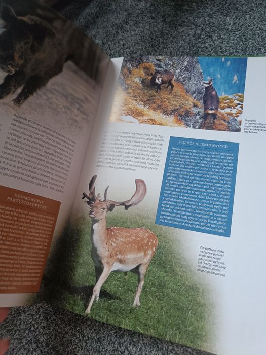 Encyklopedia przyrody zwierzeta rośliny