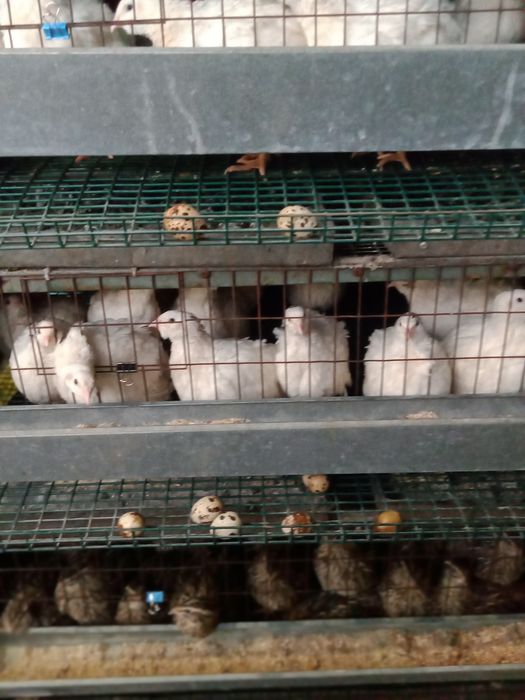 М'ясо, яйце перепелів, перепела добові, підрощені, несучки