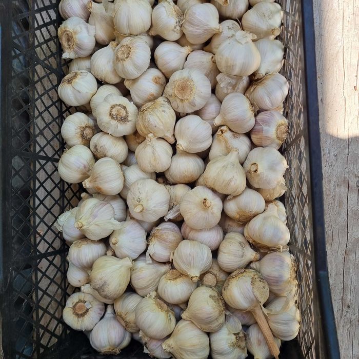 Продам домашній часник