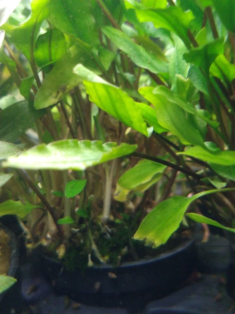Rośliny akwariowe/roślina do akwarium/Cryptocoryne Wendtii Green