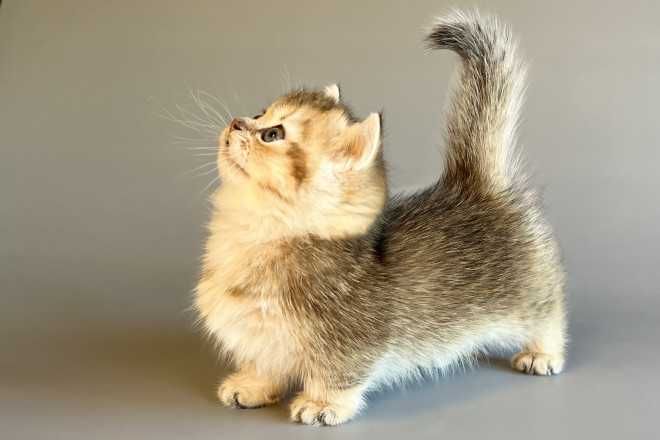 Кошенята породи манчкін, з коротенькими ніжками