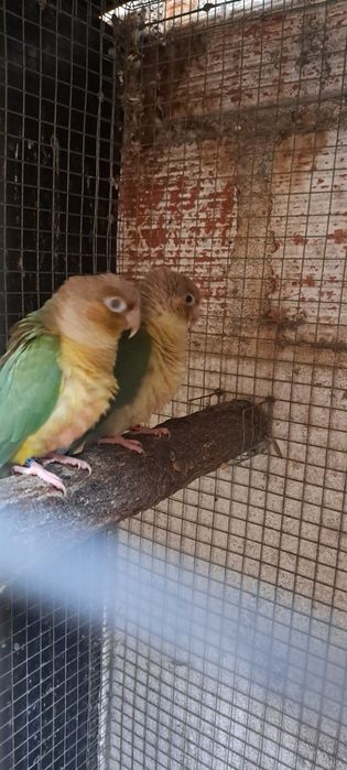 Pyhrrura perlatas e griseipectus