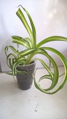 хлорофитум кудрявый Бонни Chlorophytum «Bonnie»