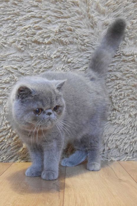 Kocurek egzotyczny krótkowłosy