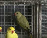 Ring Necks verdes