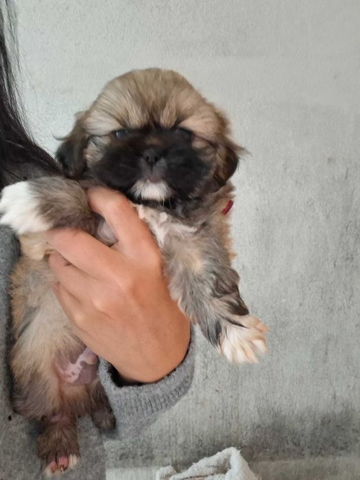 Pequines macho lindo mascara negra