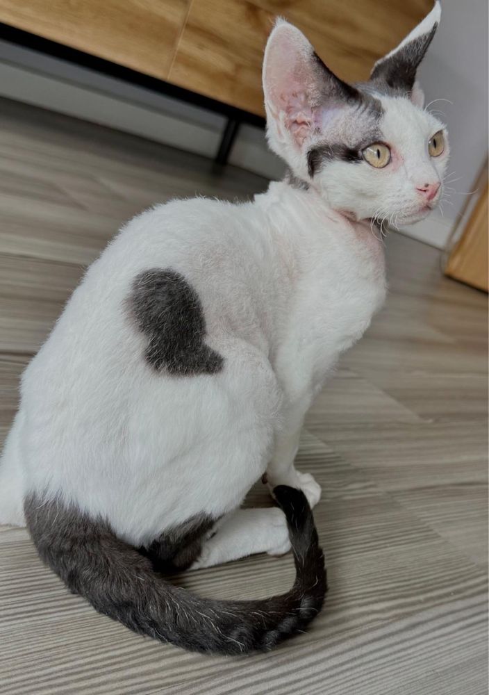 Devon rex kocurek FPL / po kastracji
