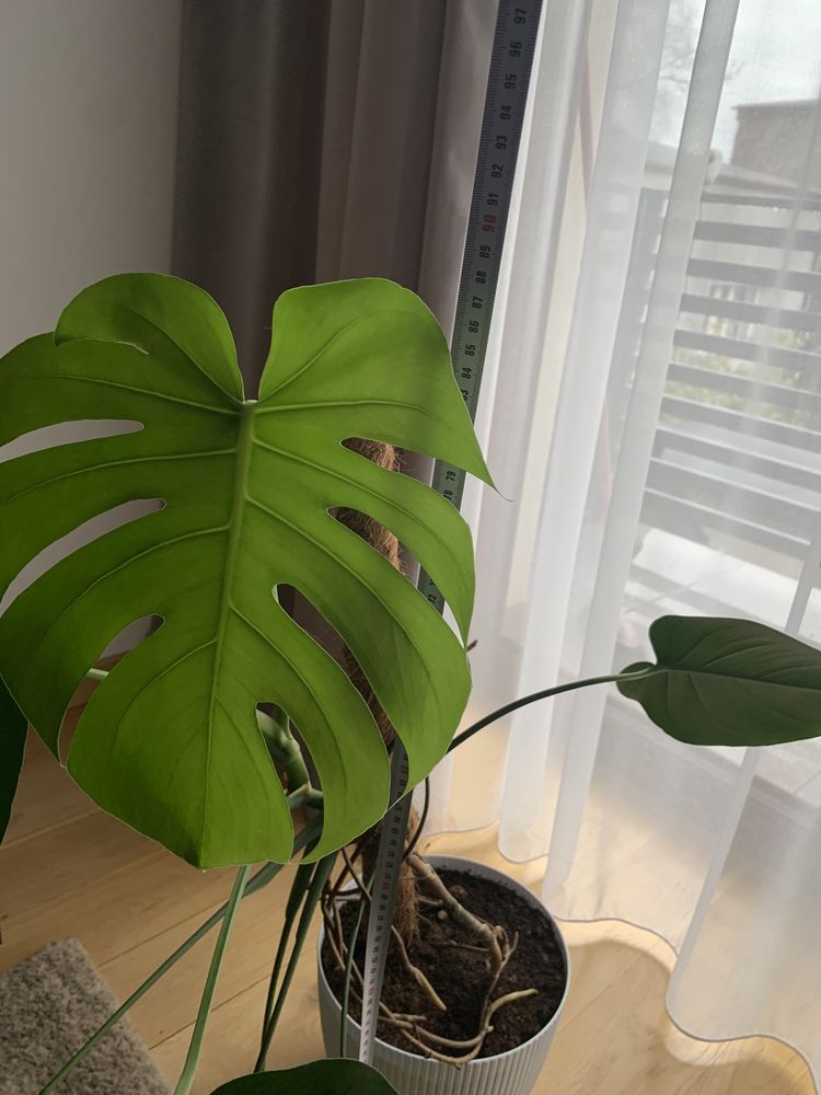 Monstera dziurawa 90cm