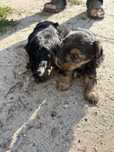 Pies, piesek york, yorki