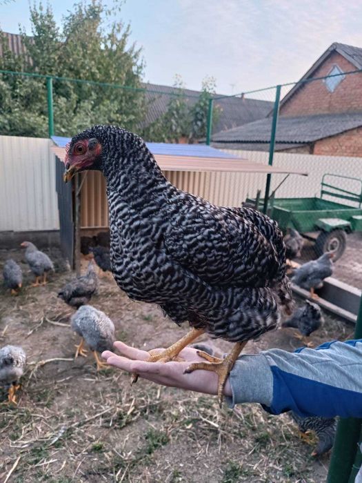 Кури породи амрокс