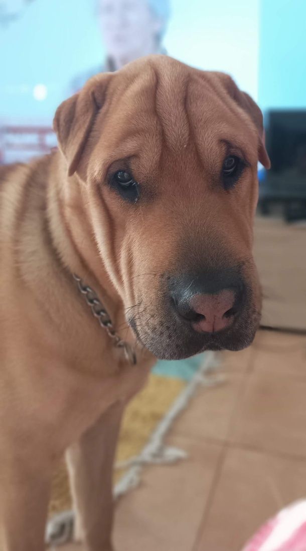 Sharpei x serra da estrela para adoção responsável