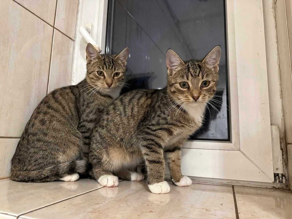Tolek do adopcji