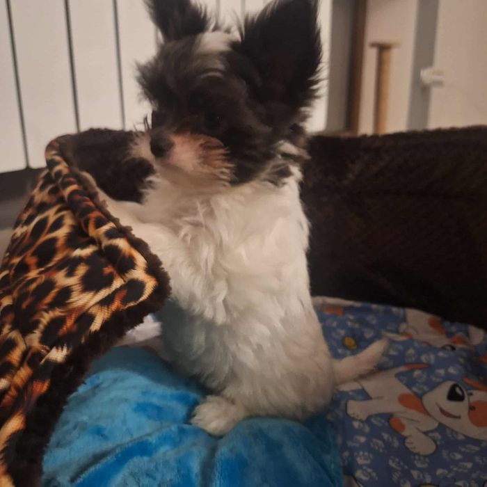 Szczeniaczki maltchi