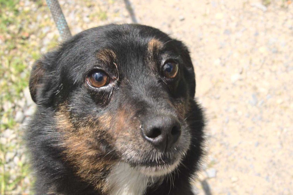 Pilne!Malutki i Kochany Piesek szuka dobrego domu