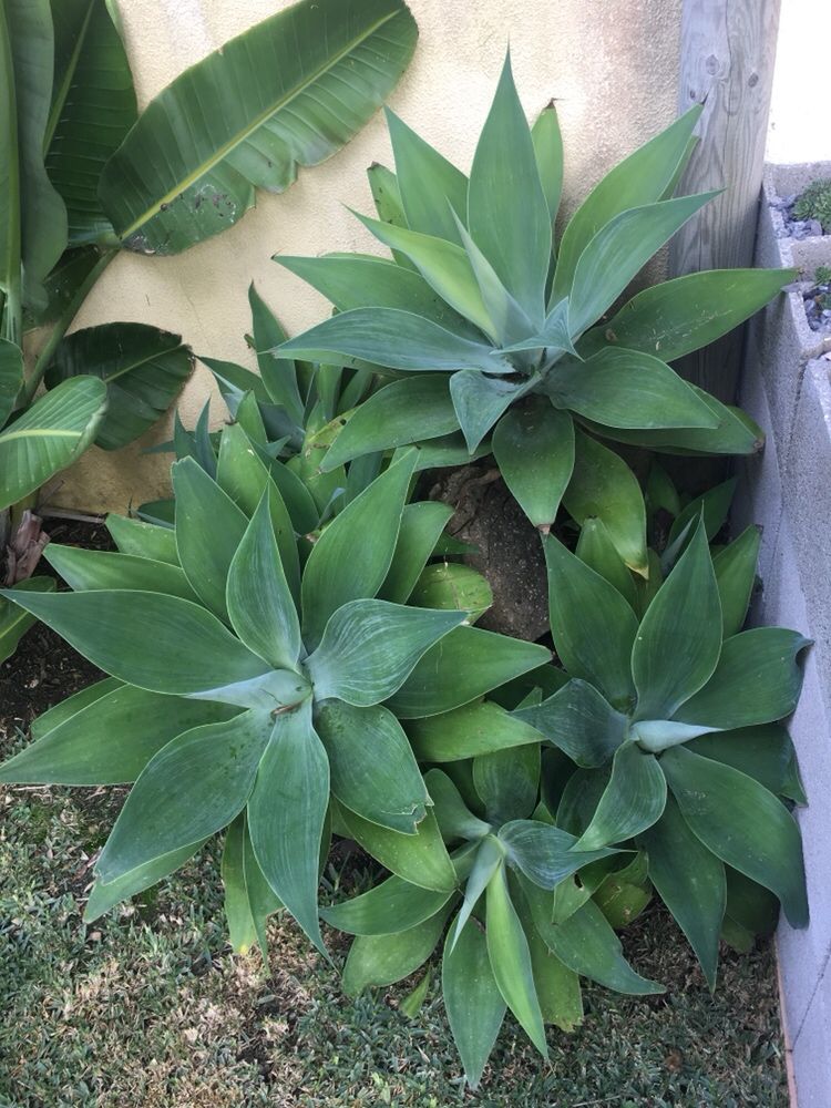 Cacto Agave - Diversos tamanhos, vaso incluído