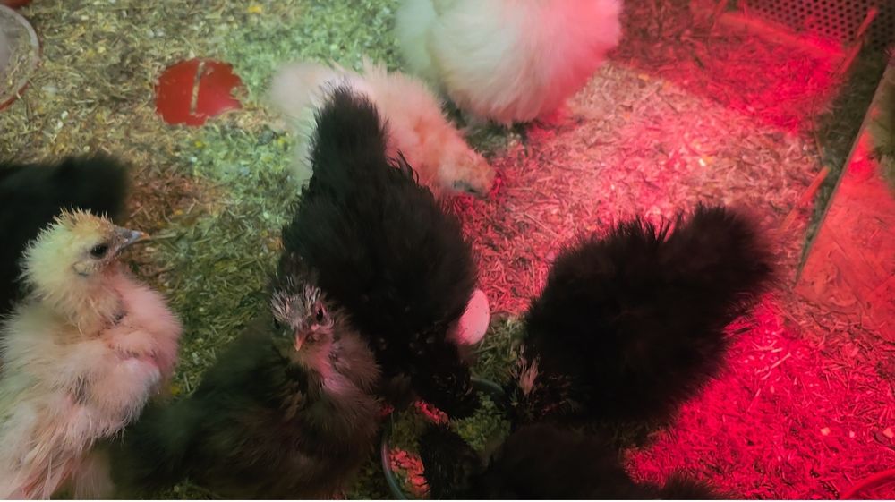 Silkie Jedwabiste USA