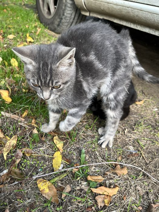 Котенок мальчик