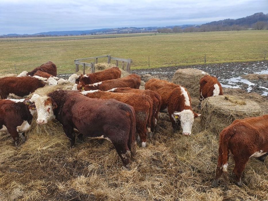 Młode stado krów z rozpłodnikiem Hereford